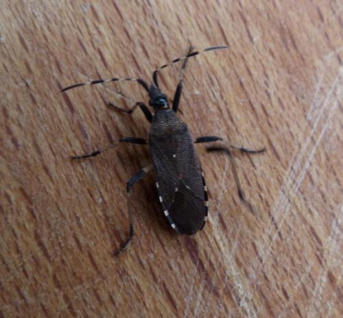 Réf. 188 479 : Dicranocephalus agilis